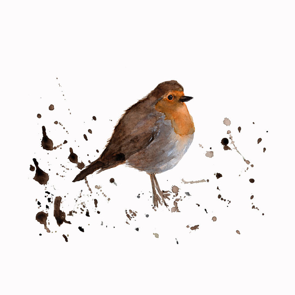 Watercolor bird - Robin. Colorful water color illustration. Isolated on the white background.Watercolor hand drawn of a bird robin redbreast. perfect for card, print, etc.illustration with splash watercolor textured background.  - Foto, Bild