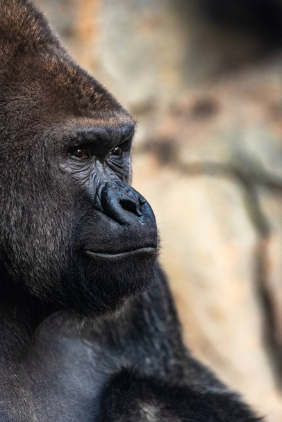 Retrato de un poderoso gorila con ojos expresivos
. - Foto, Imagen