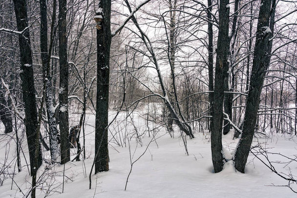 Forest after snowstorm - Фото, зображення
