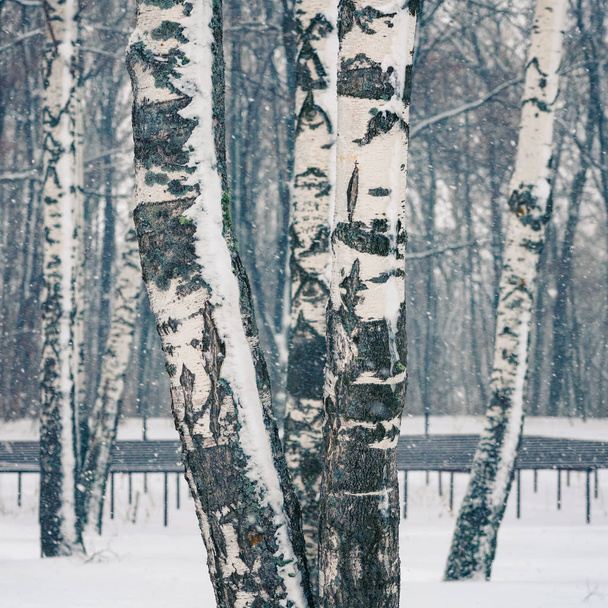 Birch forest at snowstorm - Valokuva, kuva