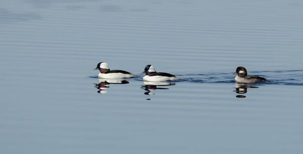 Bufflehead ducks (Bucephala albeola) in springtime.  Black & white duck visits northern lakes and ponds in breeding season. - Photo, Image