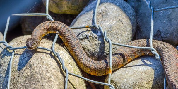 Northern water snake (Nerodia sipedon) large, nonvenomous, common snake in the family Colubridae, basks in sunlight on wired rocks. - Photo, Image