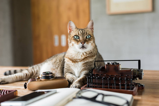 кіт залишається на столі, коли люди працюють вдома
 - Фото, зображення