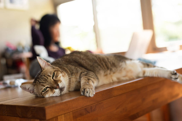grasa tabby gato dormir en la mesa interior
 - Foto, imagen