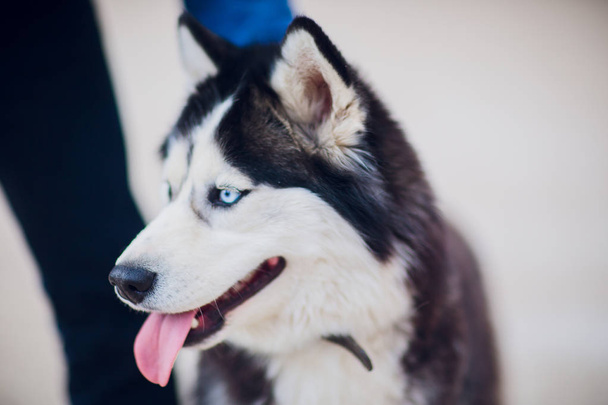 Portrait Husky with blue eyes with the owner on a walk against the background of the concrete floor - Photo, image