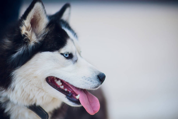 Portrait Husky with blue eyes with the owner on a walk against the background of the concrete floor - Фото, зображення