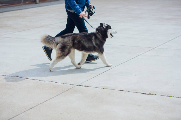 Portrait Husky with blue eyes with the owner on a walk against the background of the concrete floor - 写真・画像