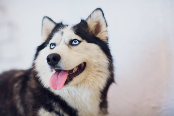Portrait Husky with blue eyes with his tongue hanging out - Zdjęcie, obraz