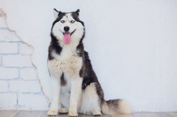 Portrait Husky with blue eyes with his tongue hanging out - 写真・画像