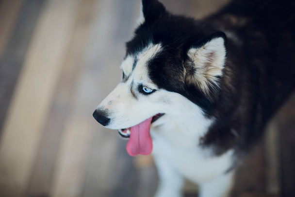 Portrait Husky with blue eyes with his tongue hanging out - Valokuva, kuva