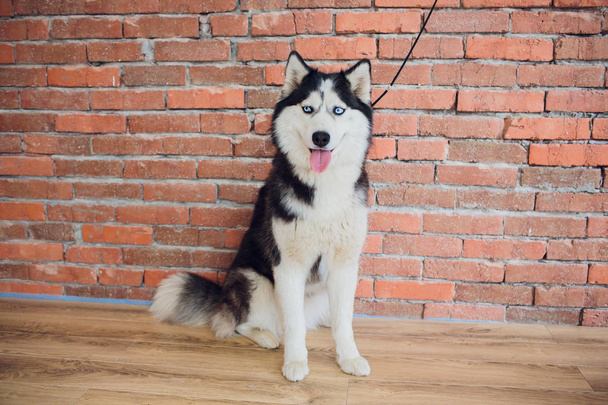 Portrait of a Husky with blue eyes on a background of red brick vintage - 写真・画像
