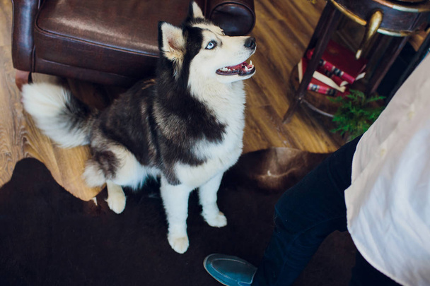 dog with host Portrait Husky with blue eyes - Foto, Imagen