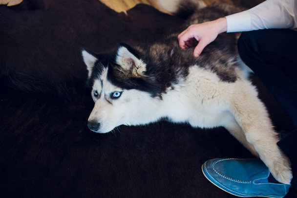 dog with host Portrait Husky with blue eyes - Foto, Bild