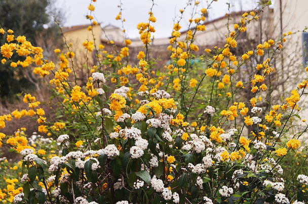 Kerria Japonica cespuglio in un giardino
 - Foto, immagini