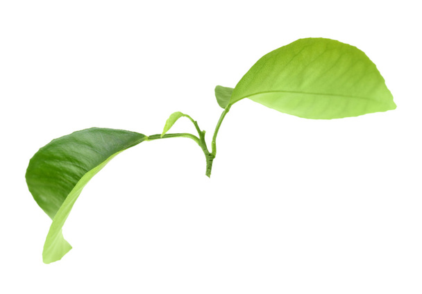 Green leaf of citrus-tree - Foto, imagen