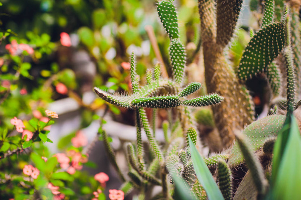 decorative cactus plants - Photo, Image