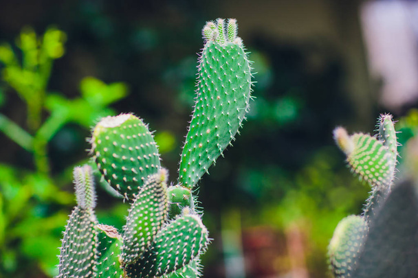 decorative cactus plants - Foto, Bild