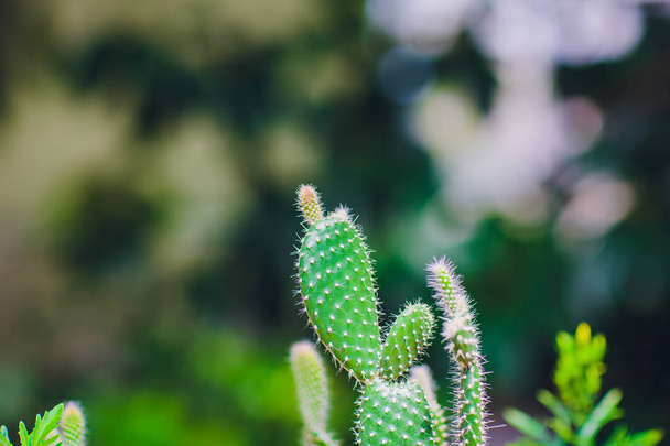 decorative cactus plants - Zdjęcie, obraz
