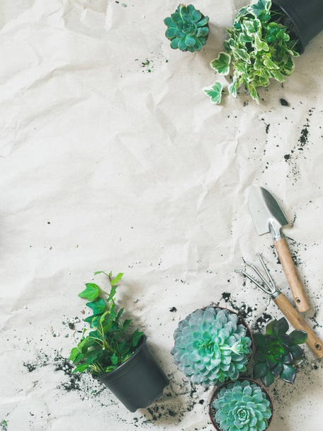 Top view of gardening tools with green succulents and ivy twigs in pots on rumpled craft paper - Photo, Image