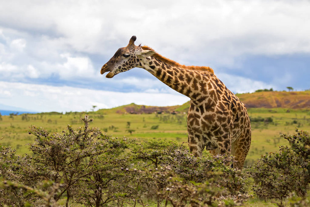 African giraffe feeding on Acacia whistling thorn full of stinging ants. Ants use bulbous as shelter, nectar, sap. In return, they attack animals that eat Acacia leaves. (Acacia drepanolobium). - Fotografie, Obrázek
