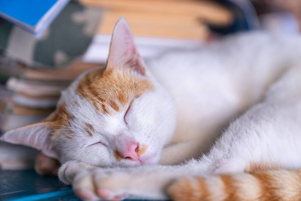lähikuva nukkuva valkoinen ja oranssi raidallinen kissa
 - Valokuva, kuva