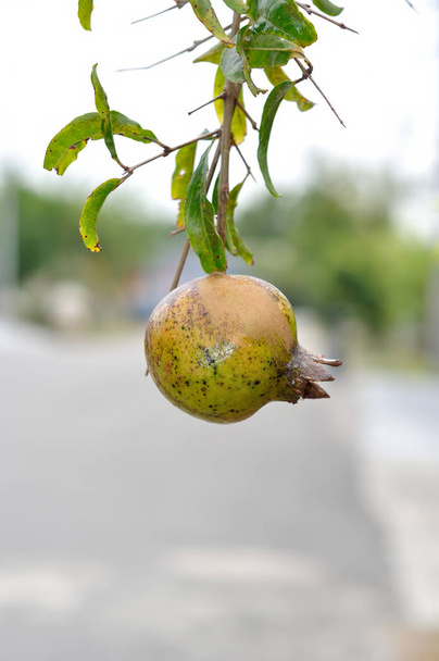 zralé barevné granátové jablko ovoce na větev stromu - Fotografie, Obrázek