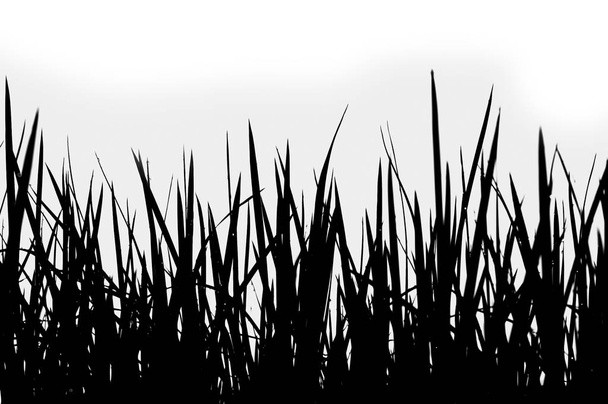 silueta trávy na bílém pozadí, izolované - Fotografie, Obrázek