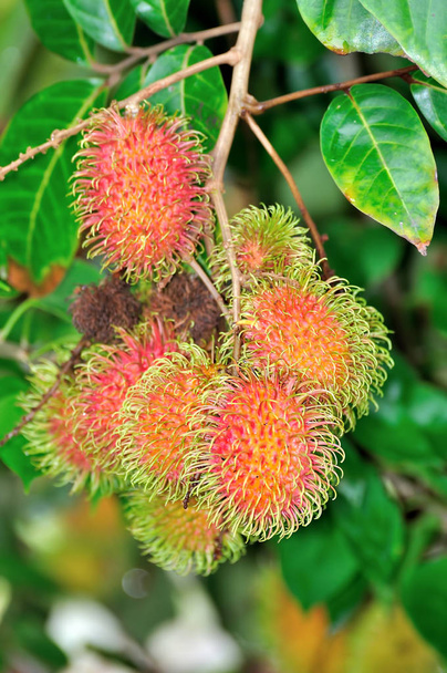 Тропічних фруктів, рамбутан на дереві - Фото, зображення