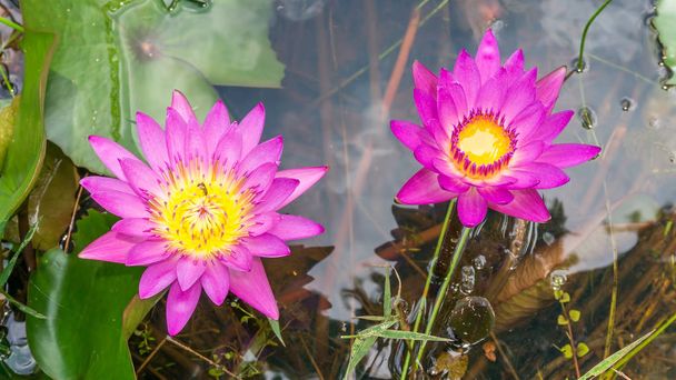 Mooie roze Lotus bloem, waterlily in de vijver - Foto, afbeelding