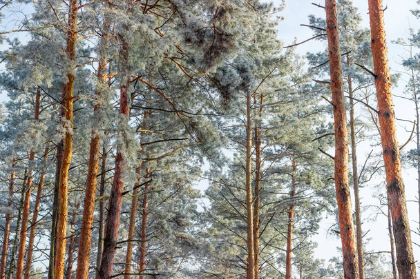 Fragment z pni i gałęzi drzew sosny pokryte szronu w lesie zimą przed tła nieba w słoneczny dzień - Zdjęcie, obraz