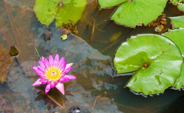 Beautiful Pink Lotus flower, waterlily in the pond - Foto, afbeelding