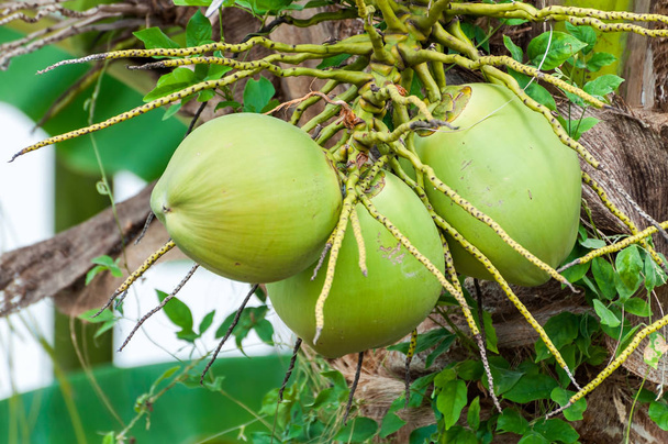 zelený kokos na strom - Fotografie, Obrázek