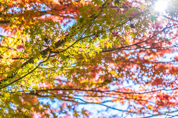 Beautiful landscape with maple leaf tree in autumn season Japan - Valokuva, kuva