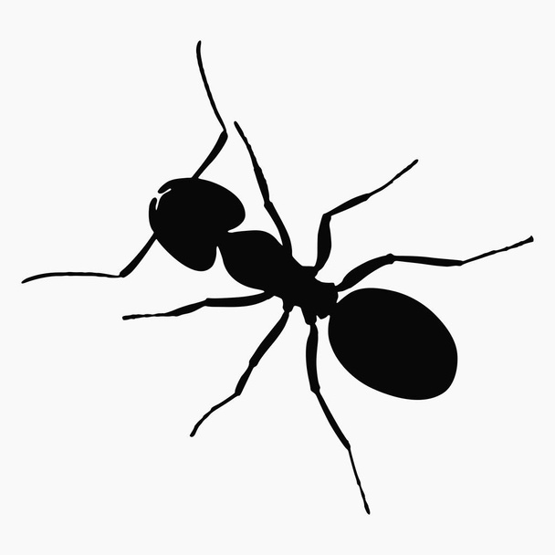 Top view vector illustration of ant silhouette isolated on white background - Vector, Image