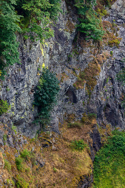 moss and shrubs hang on to side of cliff face - Photo, image