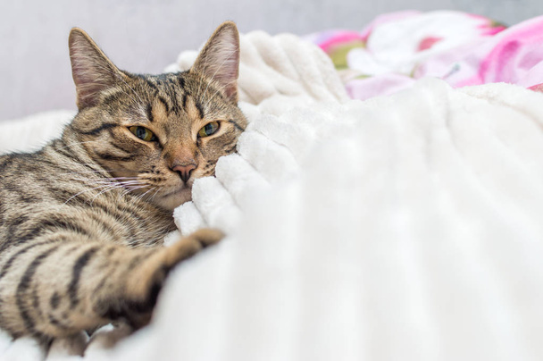 Muzzle cat close up on the bed - Φωτογραφία, εικόνα