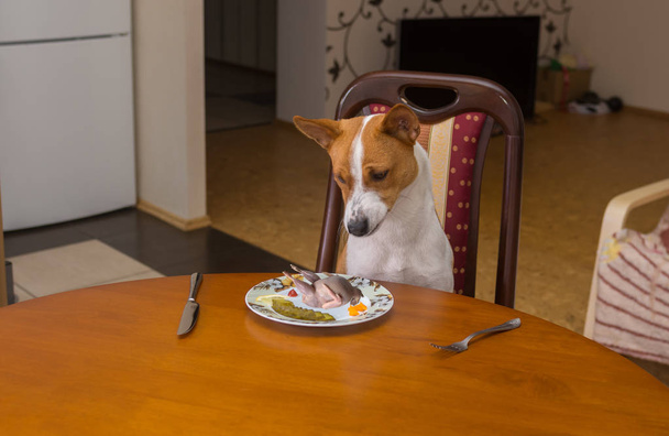 バセンジー犬の皿を置くことのマスター-ウェイターこの奇妙な身体を見て不満を示しています。 - 写真・画像