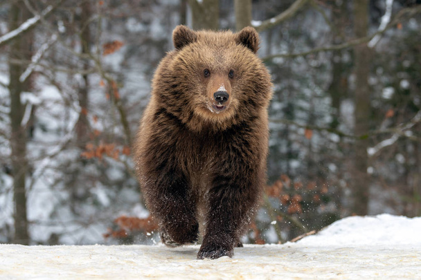 Wilde Braunbärenbabys in Nahaufnahme im Winterwald - Foto, Bild