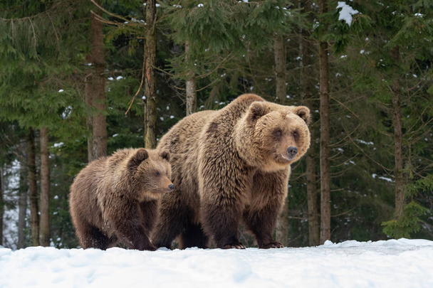 La famille des ours traverse la forêt d'hiver
 - Photo, image