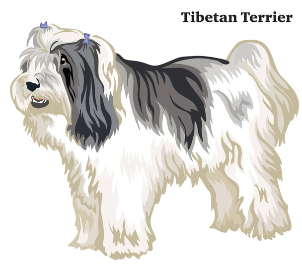 Портрет стоящей в профиле собаки тибетского терьера, векторная красочная иллюстрация на белом фоне
 - Вектор,изображение