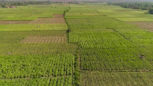 grunty rolne w Indonezji - Materiał filmowy, wideo