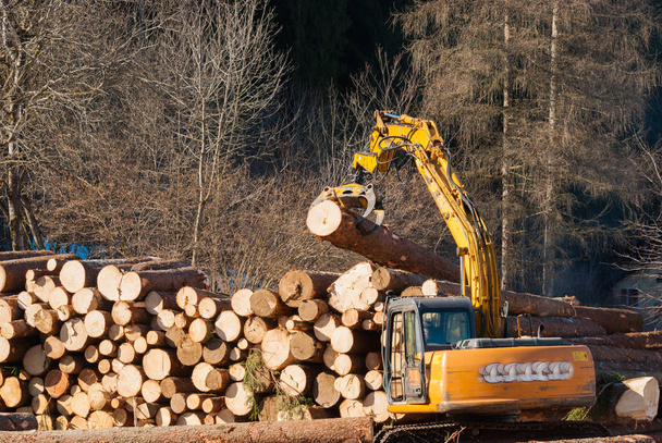 Lumberjack heaps the heavy trunks of trees cut with mechanical pliers - 写真・画像