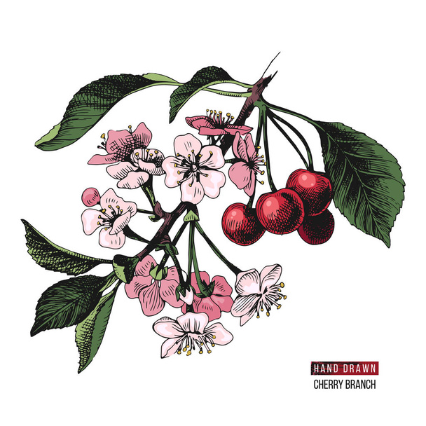 Hand drawn cherry branch - Wektor, obraz
