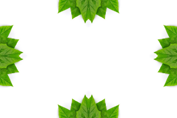 φόντο πράσινο φύλλο απομονωθεί - Φωτογραφία, εικόνα