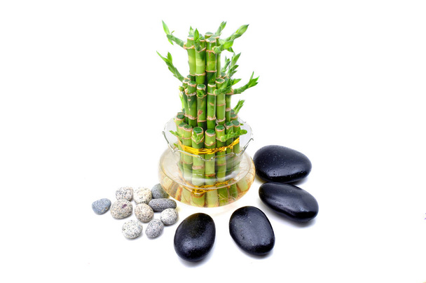 eine glückliche Bambuspflanze mit Zen-Stein auf weißem Hintergrund. Spa-Konzept - Foto, Bild