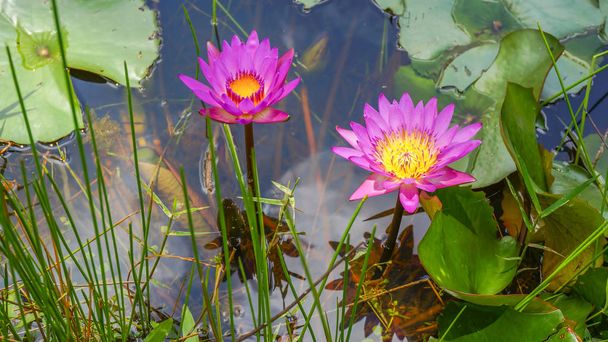 Linda flor de lótus rosa, waterlily na lagoa
 - Foto, Imagem
