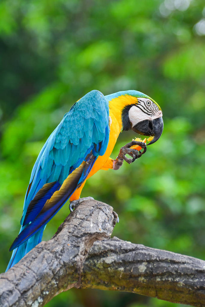 Um papagaios azuis e amarelos
 - Foto, Imagem