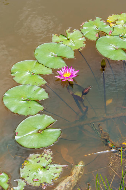 Belle fleur de lotus rose, nénuphar dans l'étang
 - Photo, image