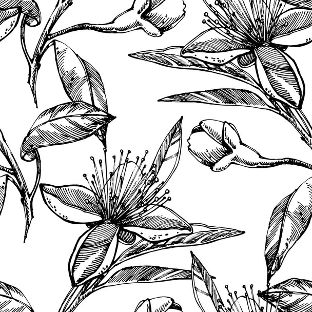Collectie van feijoa fruit, bloemen, bladeren en feijoa segment. Vector hand getekende illustratie. - Vector, afbeelding