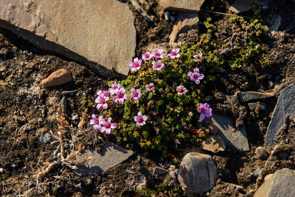 Arktiset kukat Huippuvuorilla
 - Valokuva, kuva